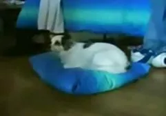 Latin Freundinnen ficken einen Mann gefickt xxx auf der Couch